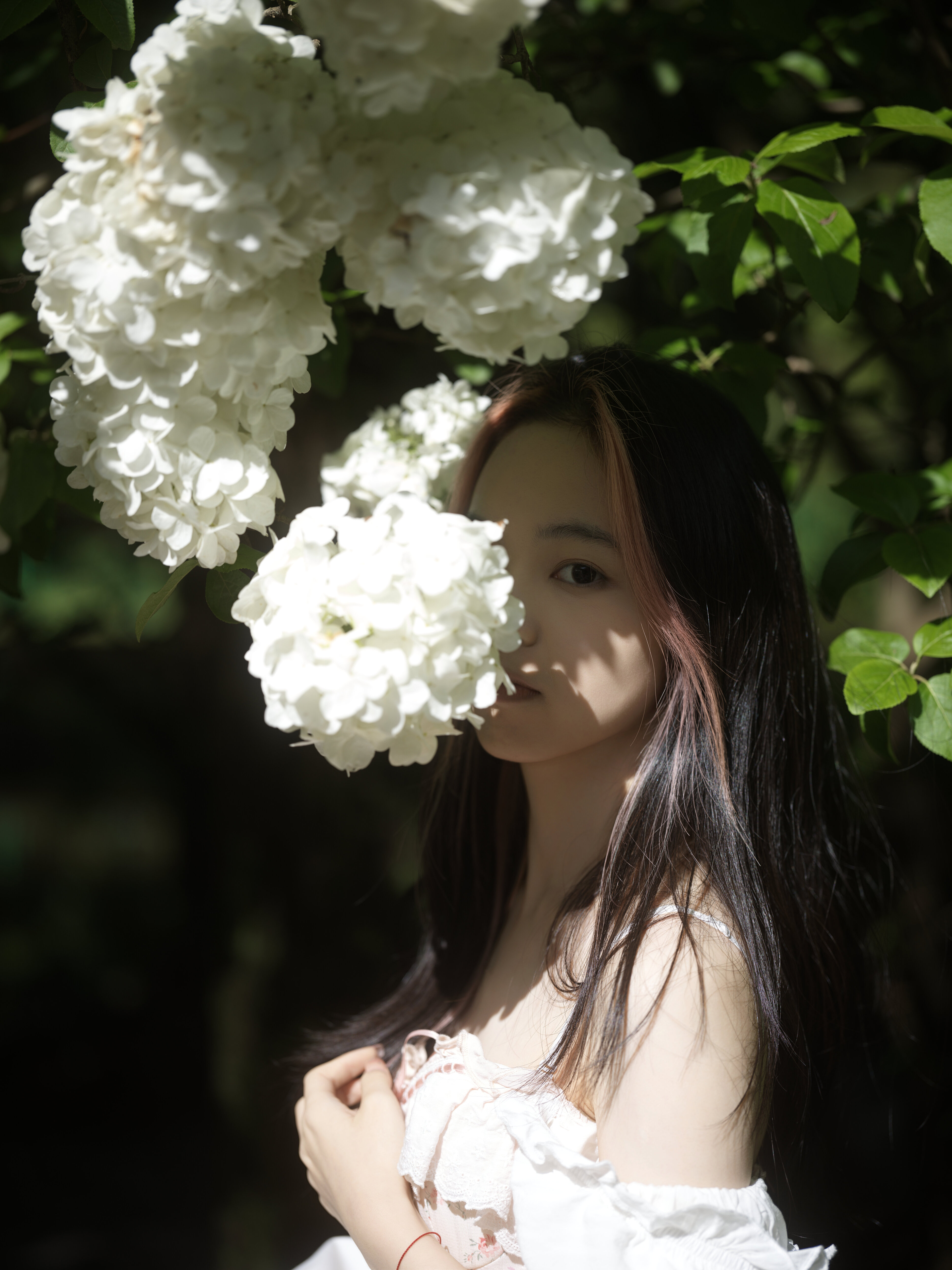Behind white hydrangeas, spring in the park, Shanghai, 2024